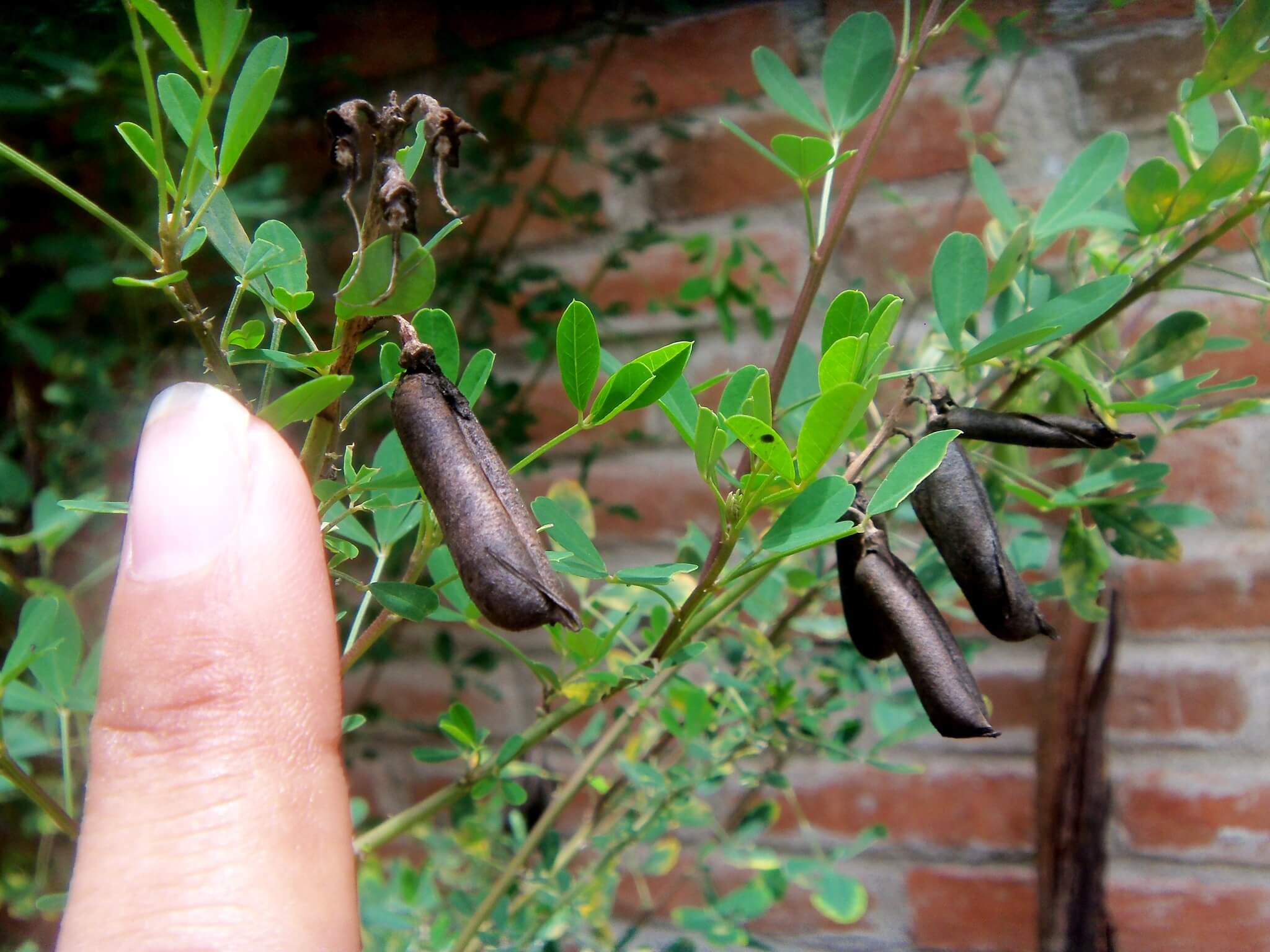 Crotalaria longirostrata